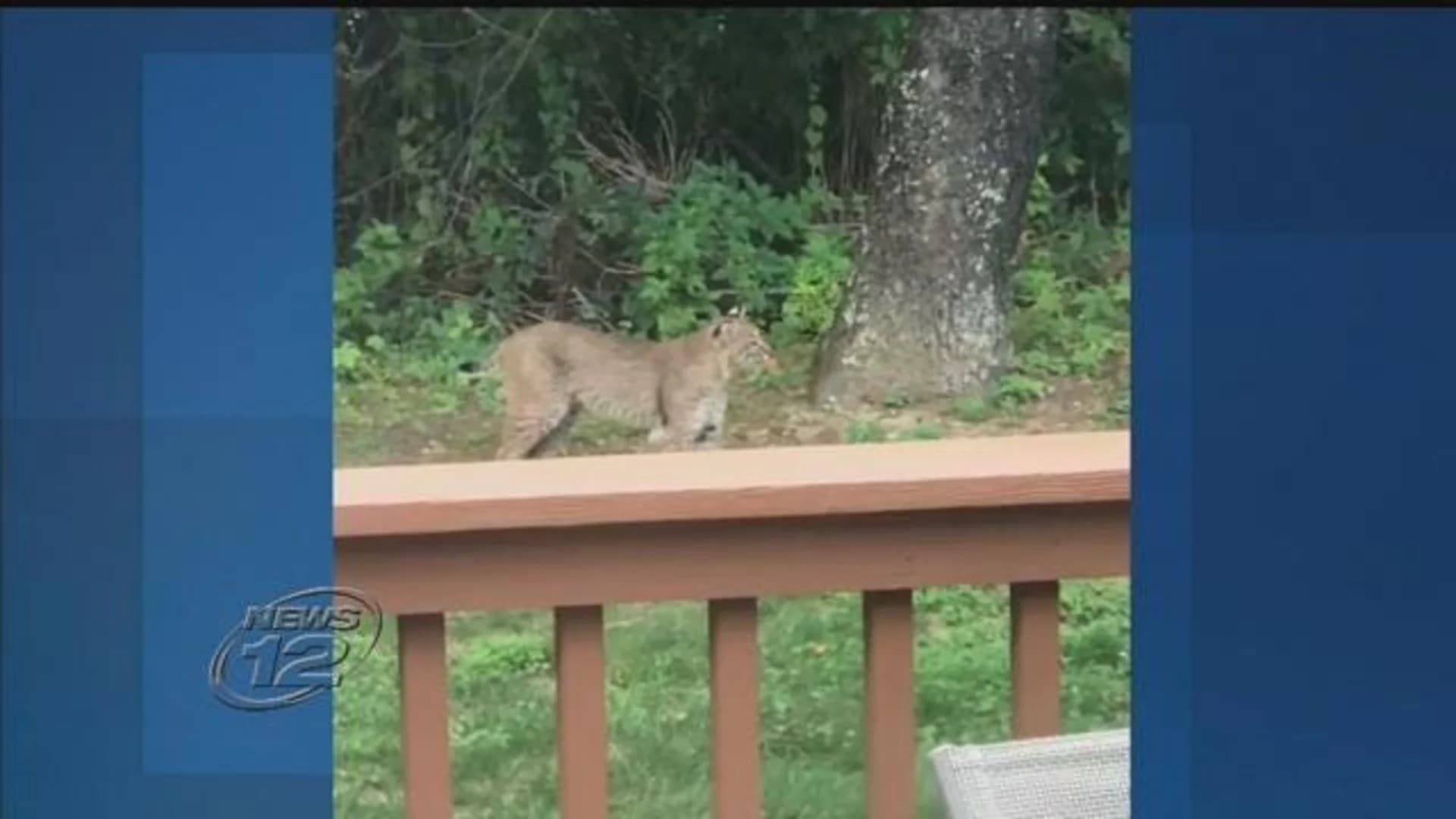 News 12's Most-Viewed: #3 - Officials issue bobcat warning in Orange County
