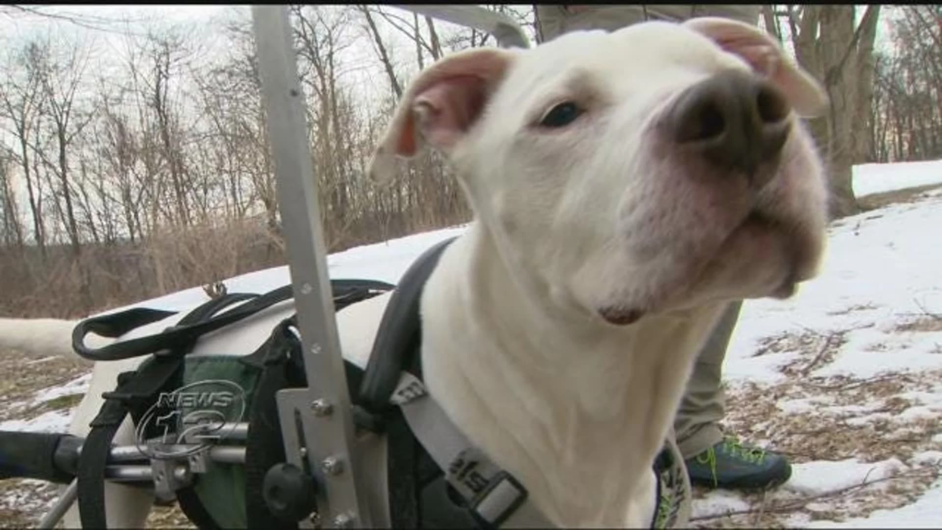 Wheelchair helps dog with neurological disorder overcome the odds