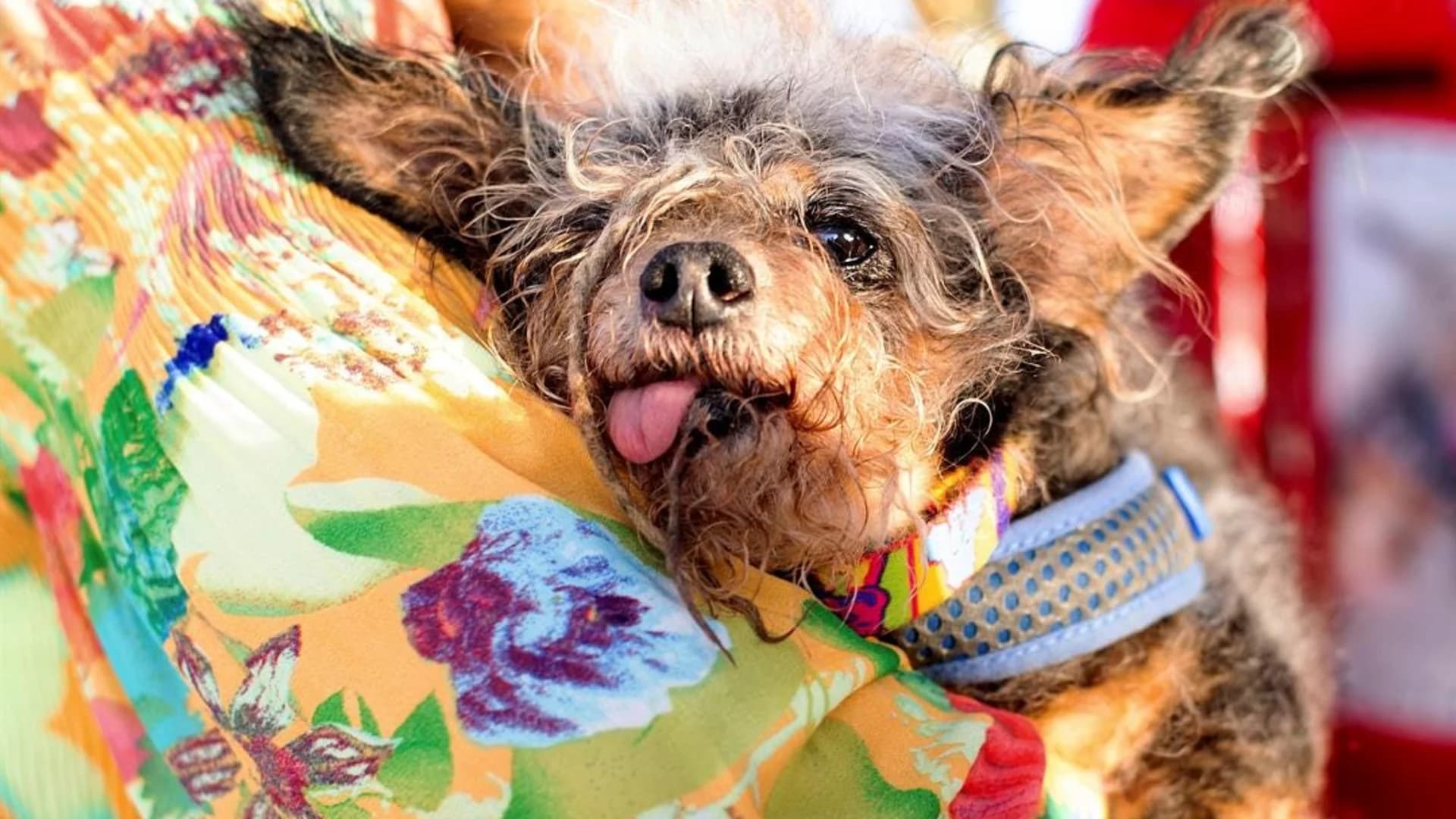 Scamp the Tramp wins World's Ugliest Dog Contest