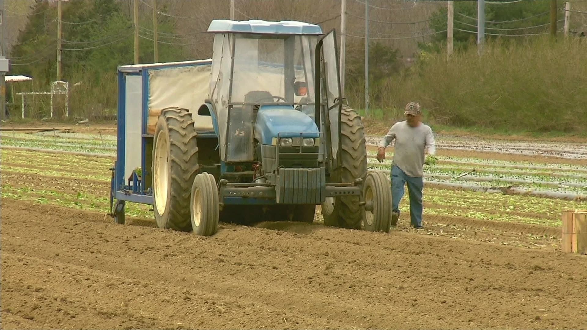 East End farmers express concern over immigrant labor