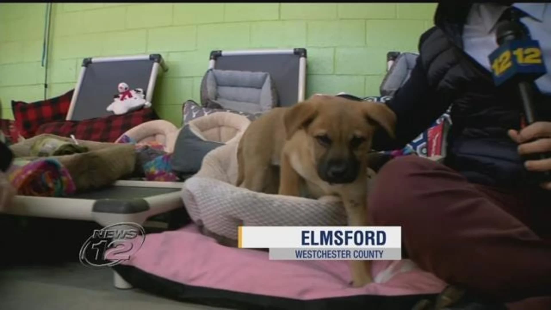 Animal shelter receives donation of 100 new beds