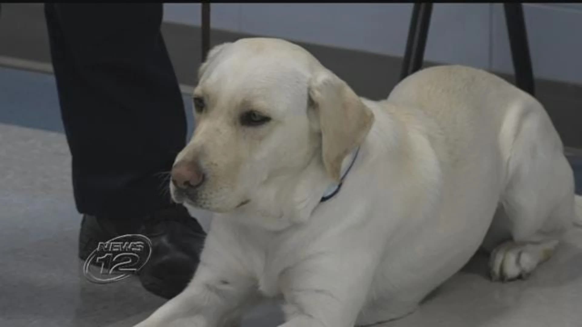Westchester County unveils K-9 with a nose for hidden electronics