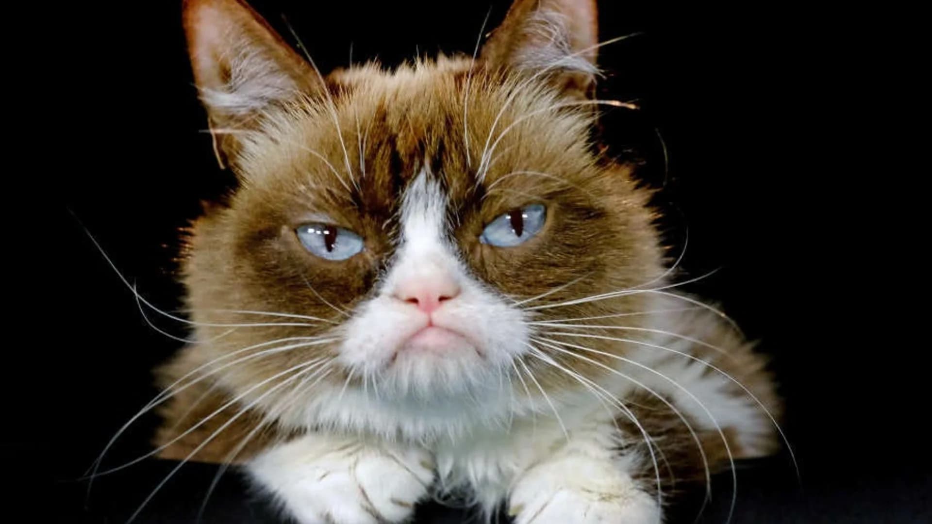 'Some days are grumpier than others.' Grumpy Cat dies