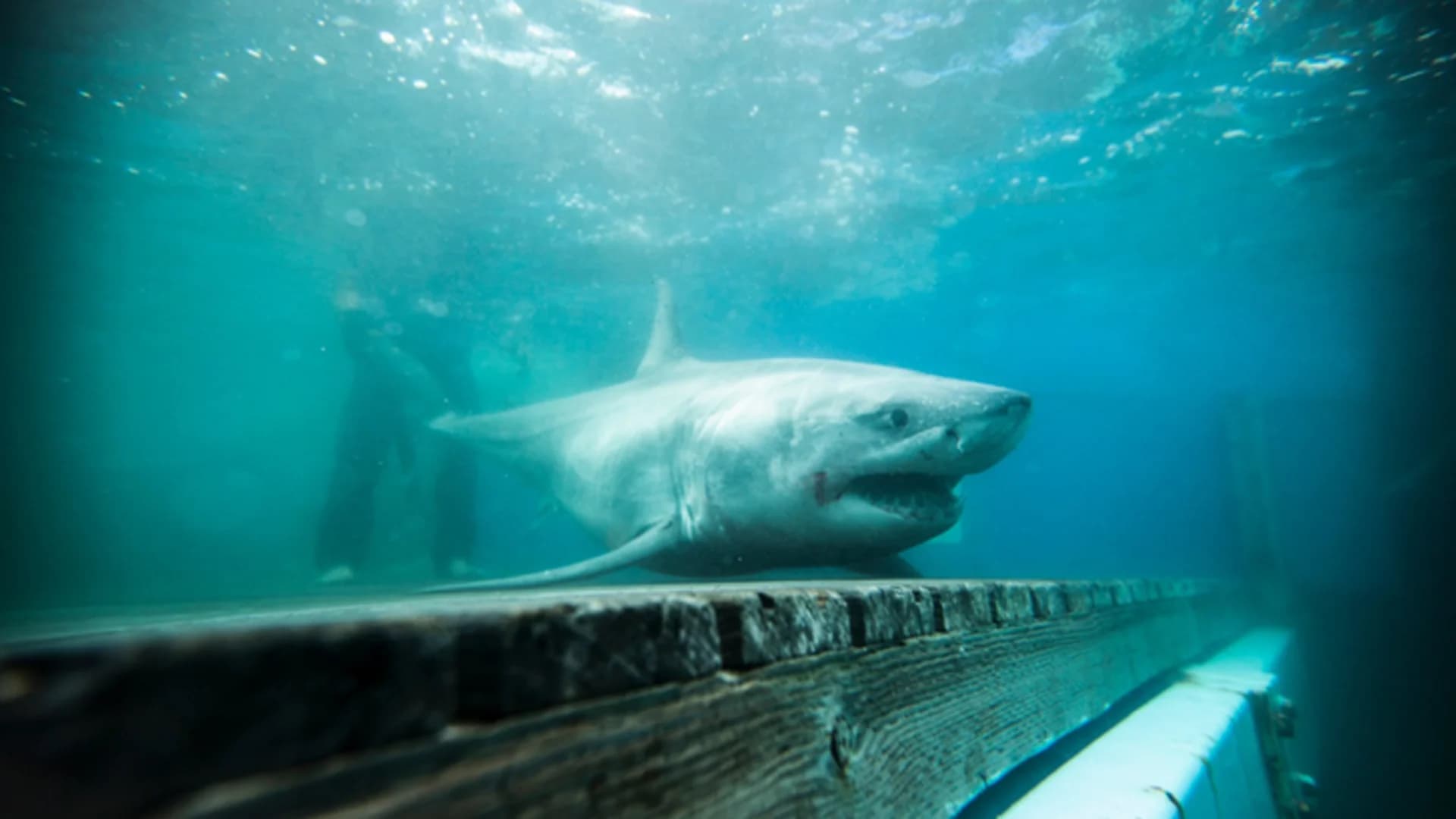 Researchers tracking great white shark in Long Island Sound