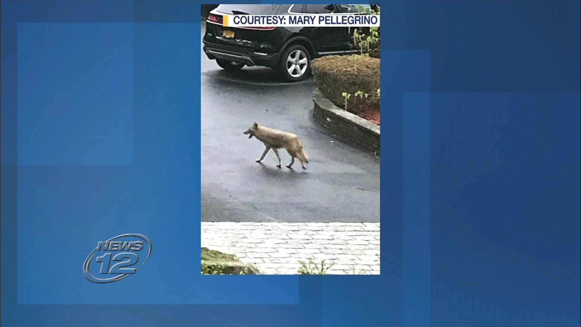 Coyote spotted in Tappan