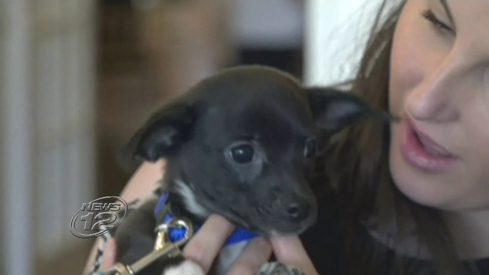 Dog lovers raise money for local shelter