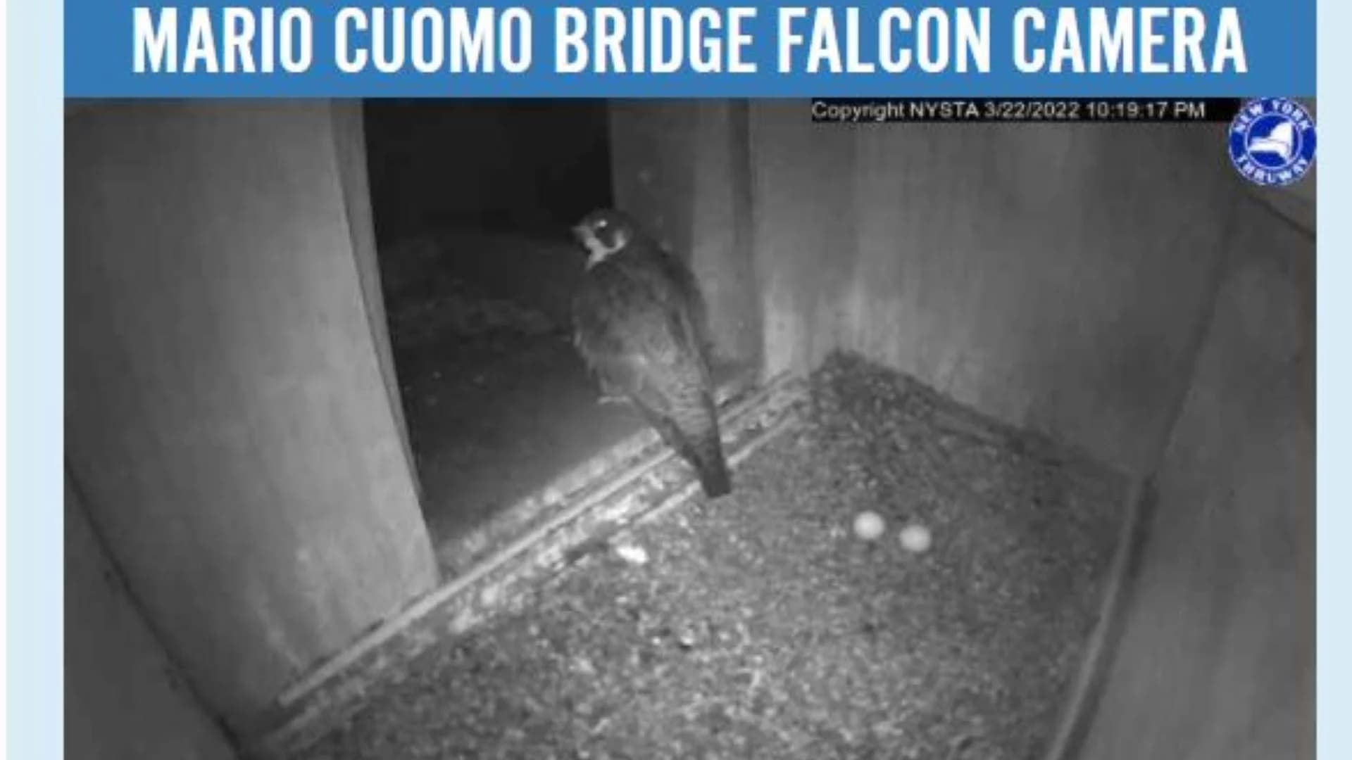 WATCH IT:  Peregrine falcon lays eggs in Gov. Mario Cuomo Bridge's nest box