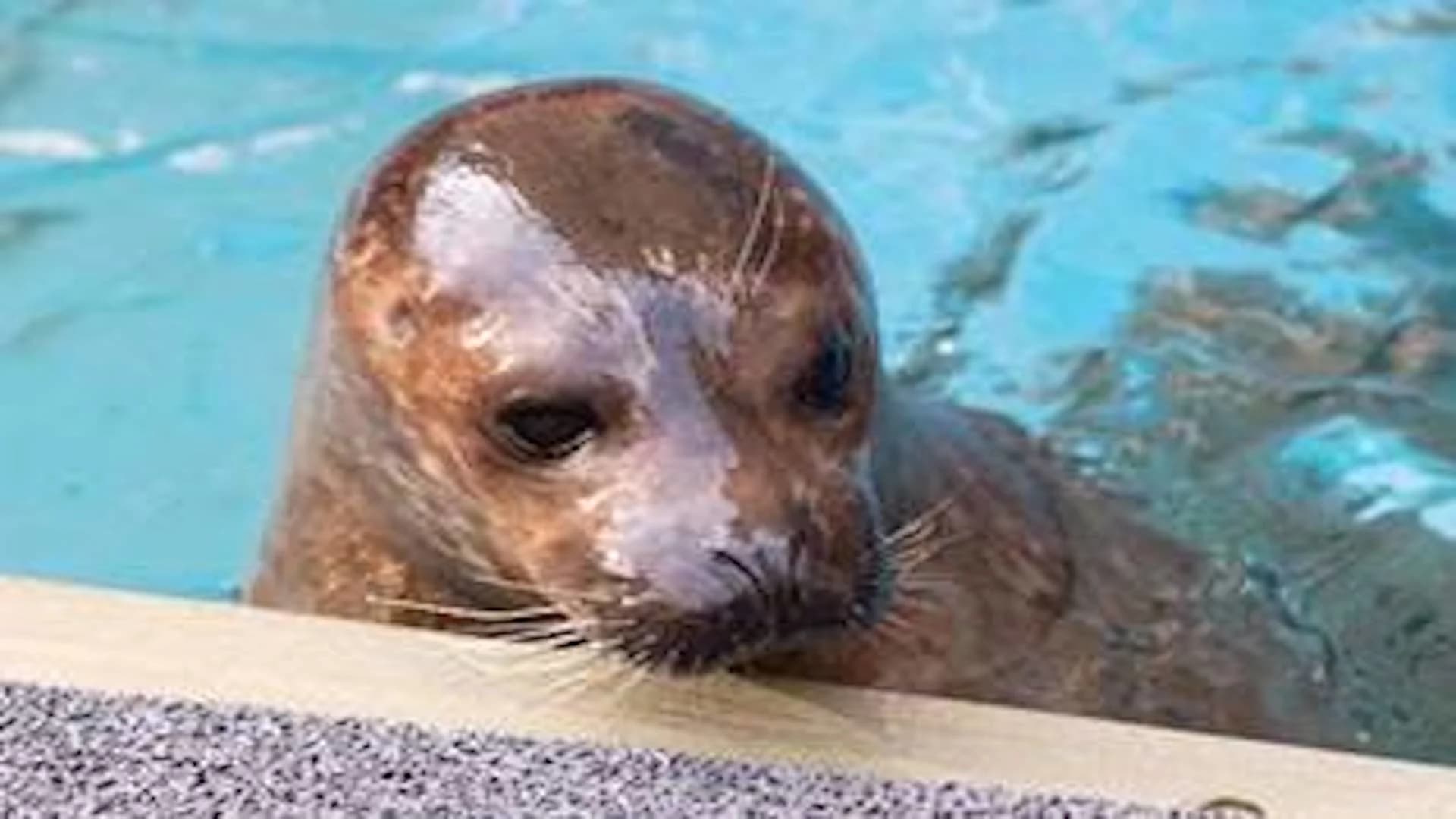 Rescued seal finds new home at New York Aquarium