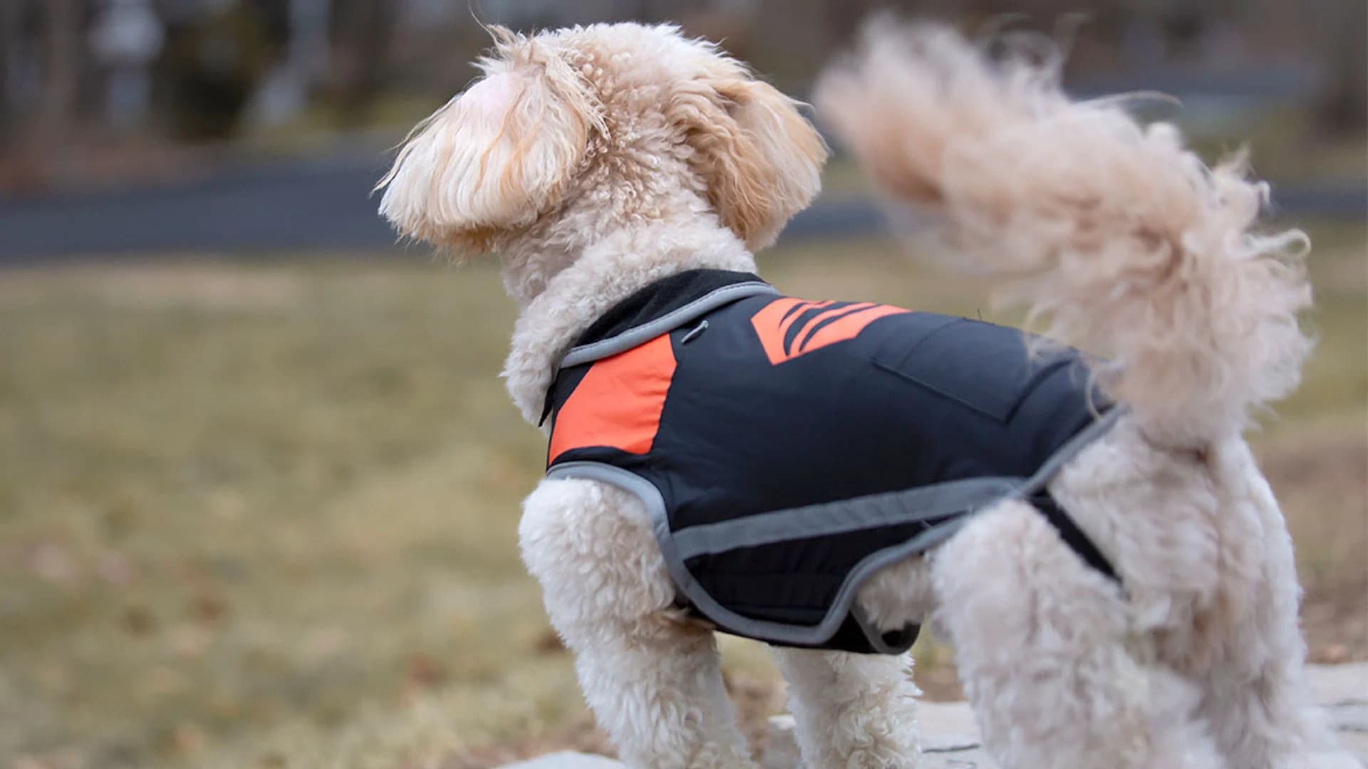 Keep your dog warm and toasty in the cold with this heated vest for $31