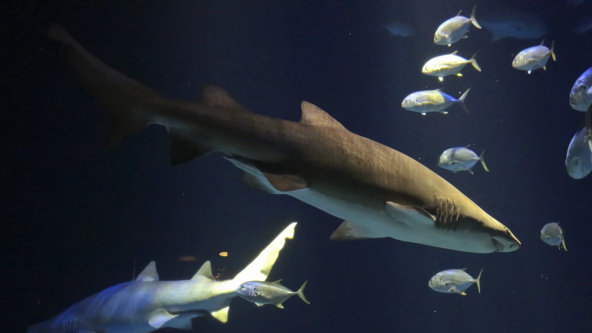 16 aquariums and zoos you can visit via virtual programs