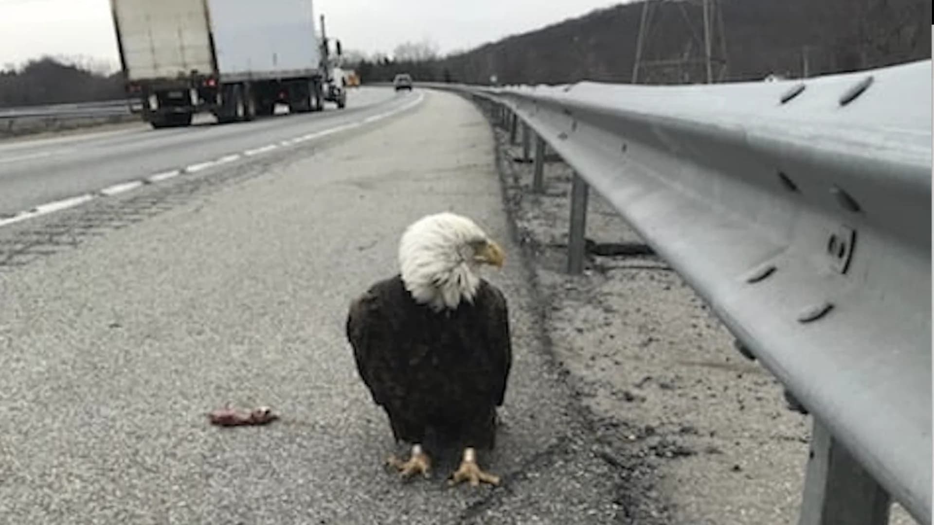 State trooper rescues injured bald eagle in Blooming Grove