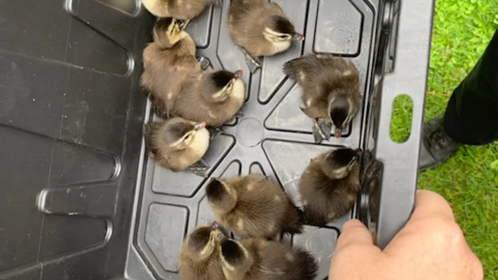 Poughkeepsie PD rescues baby ducklings caught in storm drain