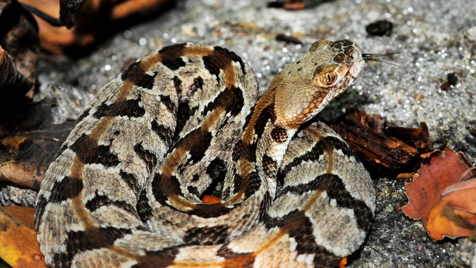 What's Hot: Snake bite killed man who had over 100 snakes at home
