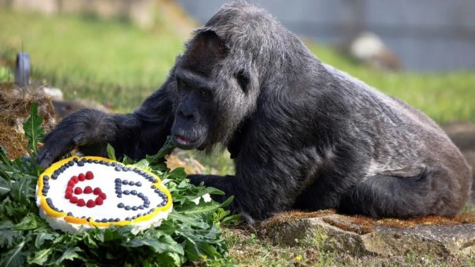What’s Hot: Oldest known gorilla in the world turns 65