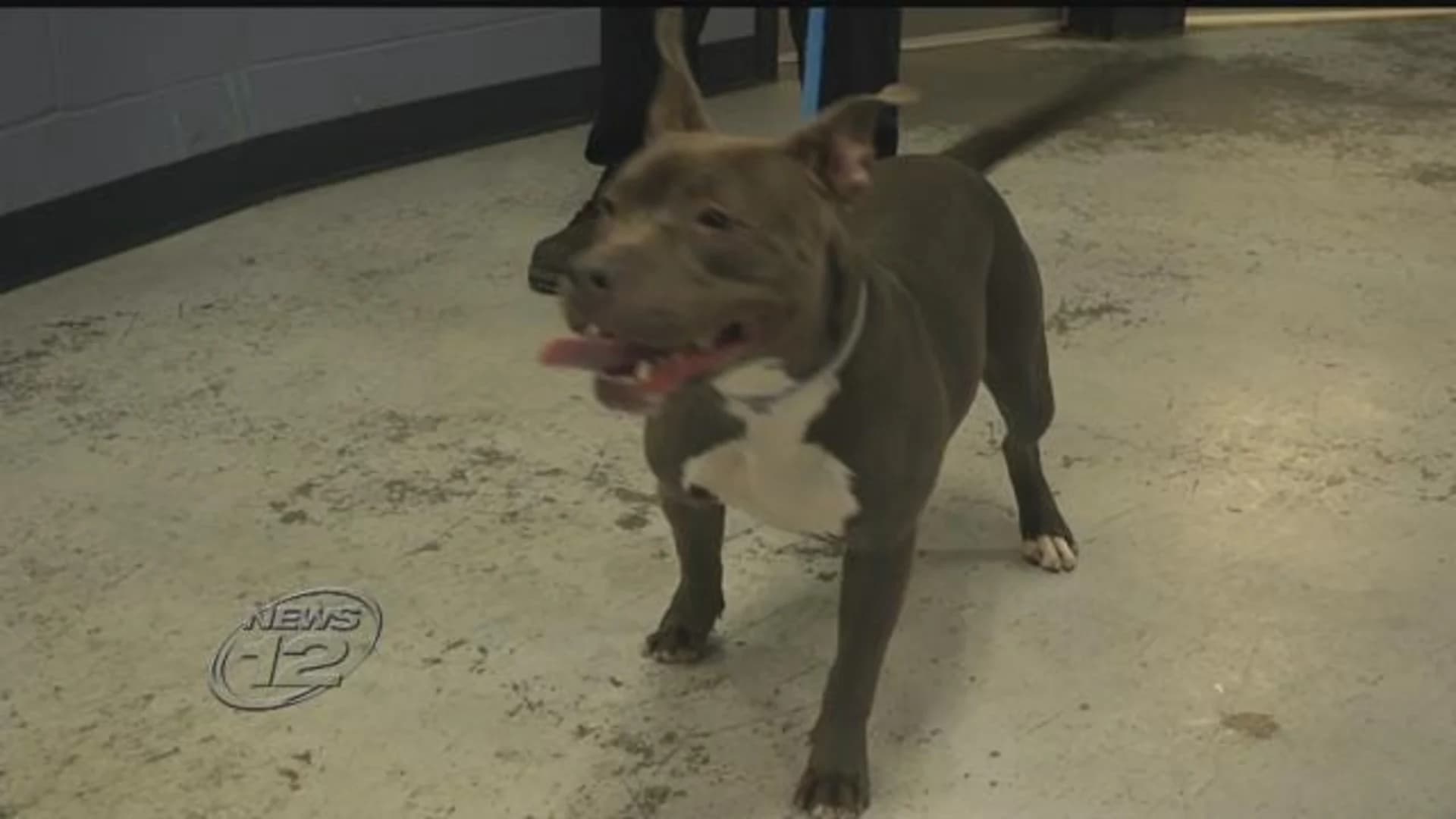 Yonkers man rescues pit bill from single-digit temperatures