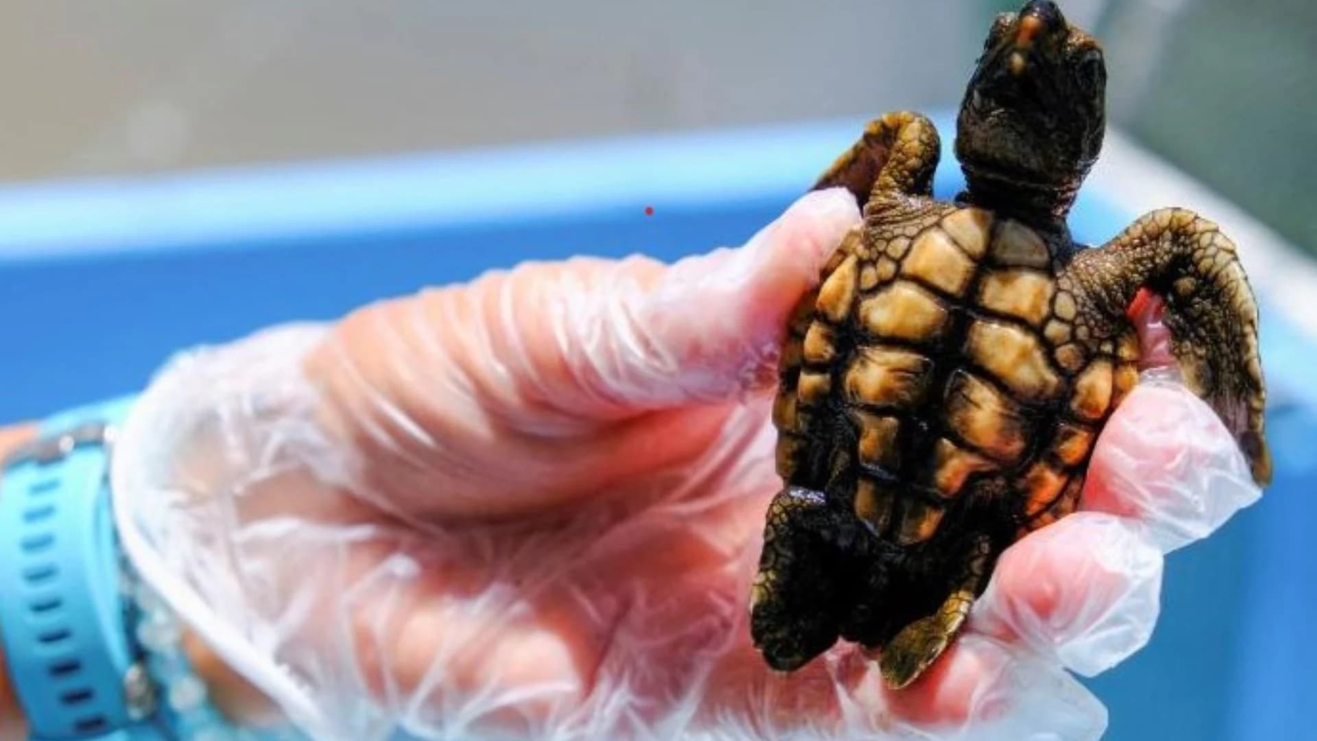 What's Hot: Rising sea temperatures causing Florida turtles to be born female