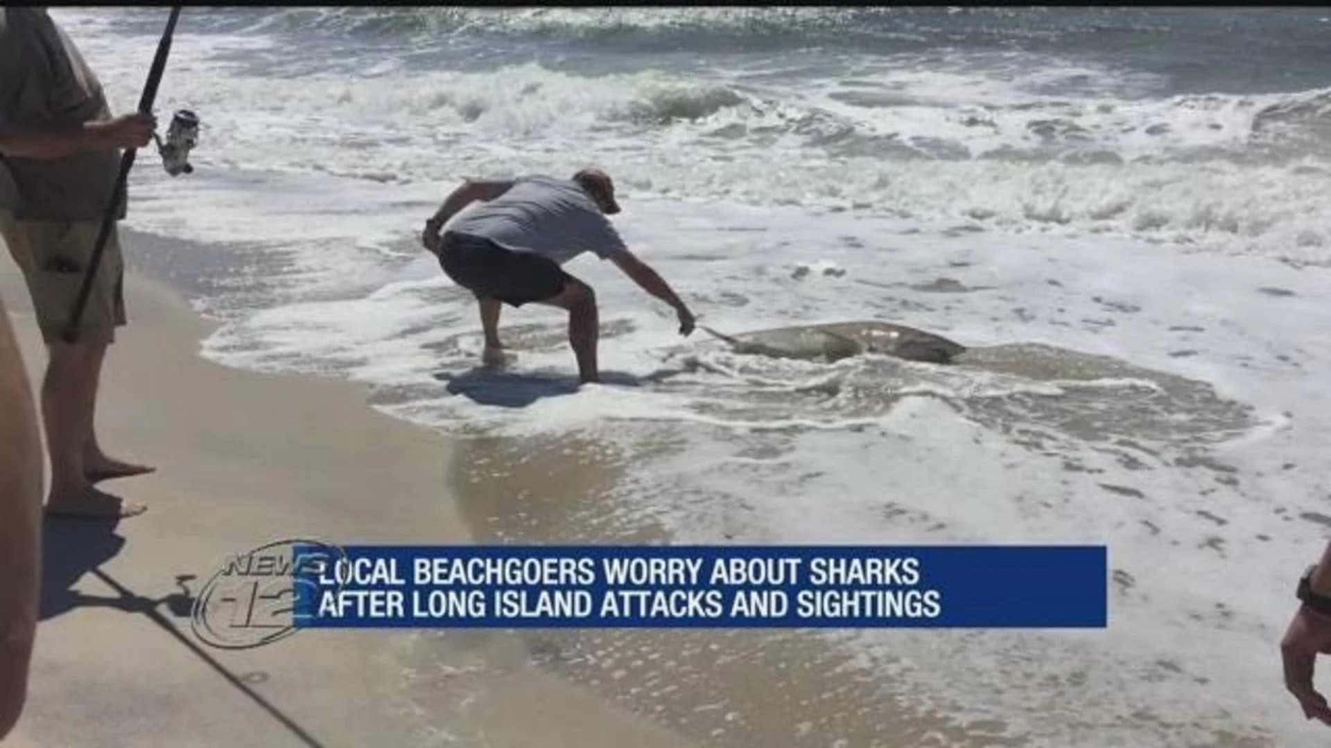 Experts: No reason to fear sharks despite recent encounters