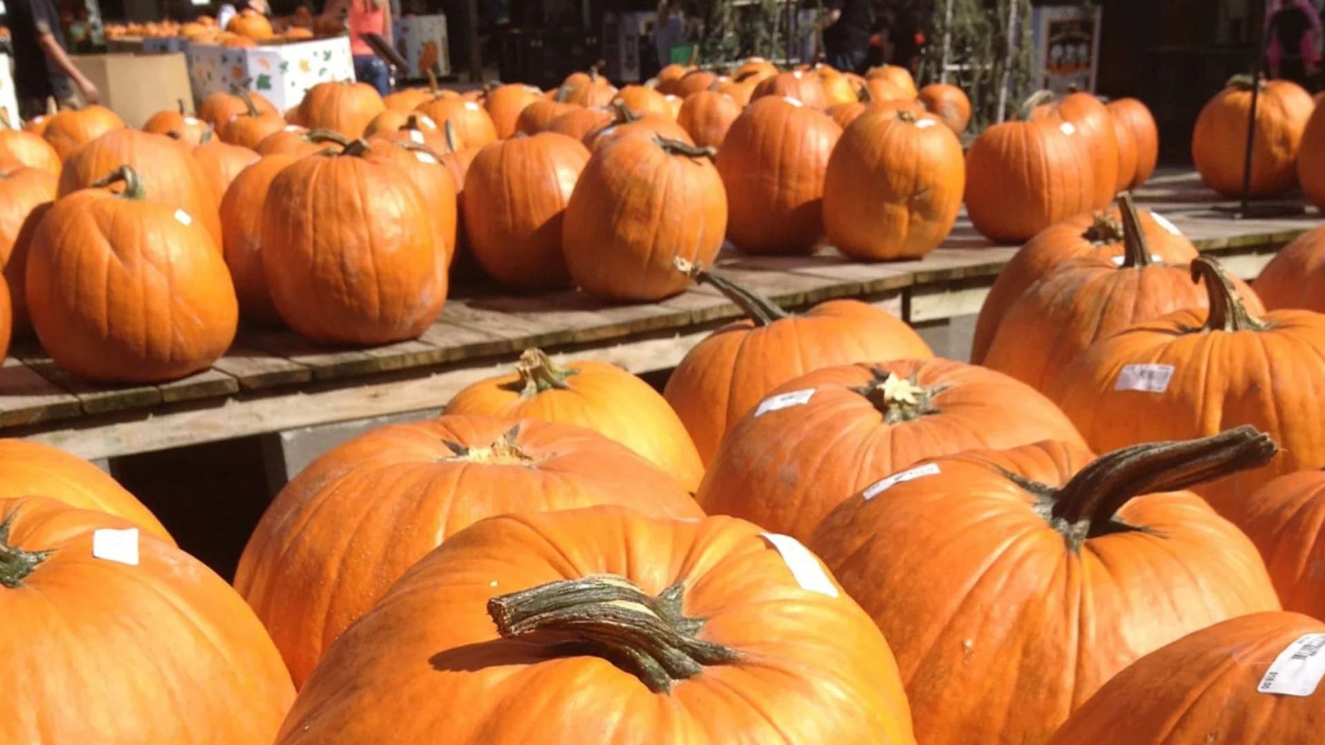 Guide: Where to go pumpkin picking in the Hudson Valley
