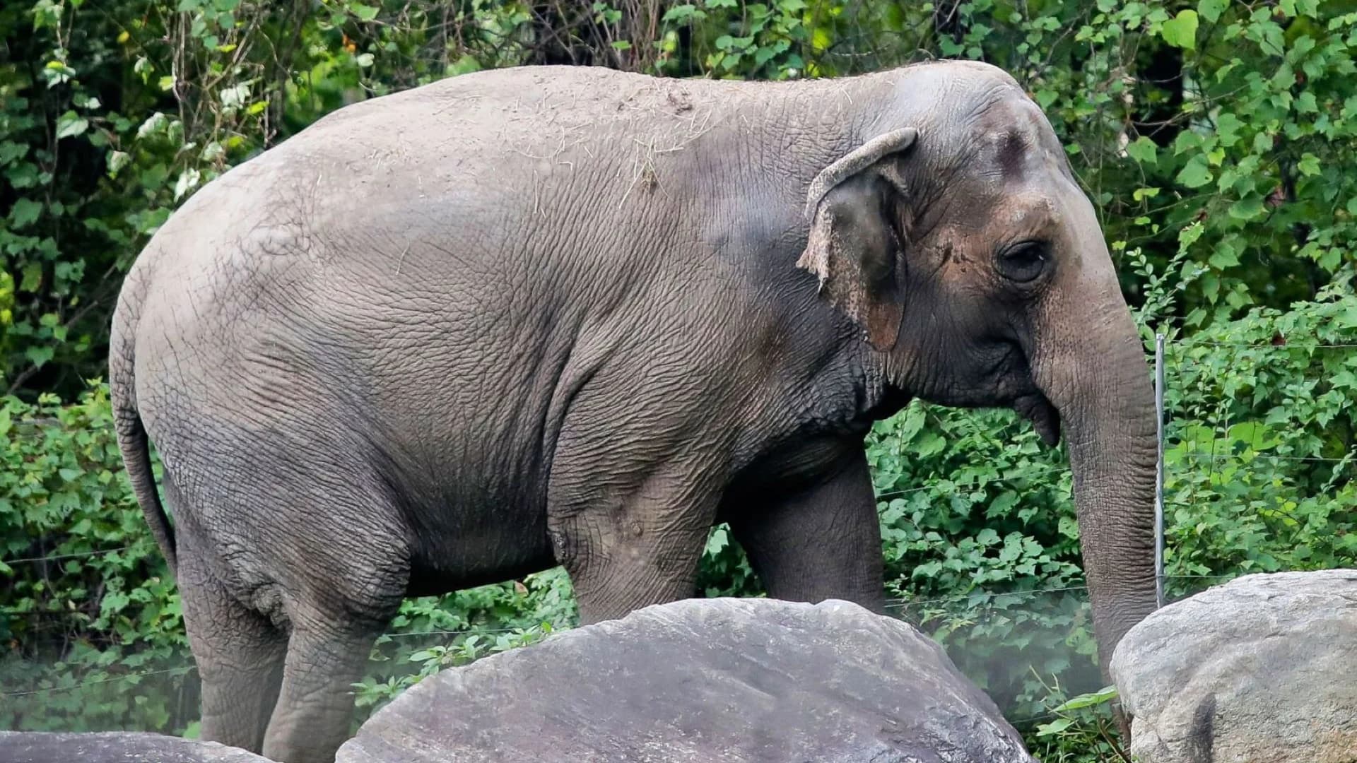 Does the Bronx Zoo's Happy the Elephant deserve basic human rights?