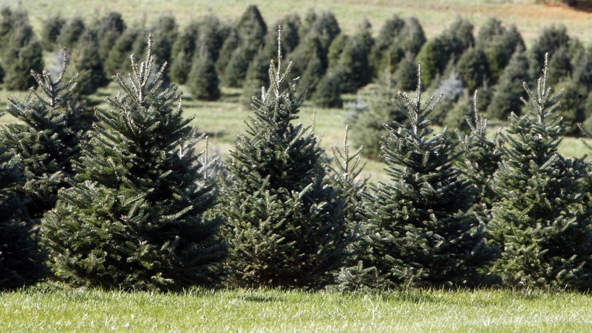 Guide: Christmas Tree Farms in the Hudson Valley